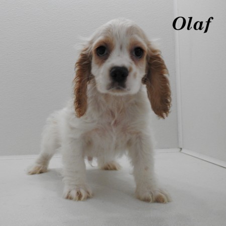 puppy, for, sale, Cocker Spaniel, Joe & Cherri  Overlease, dog, breeder, Miller, MO, dog-breeder, puppy-for-sale, forsale, nearby, find, puppyfind, locator, puppylocator, aca